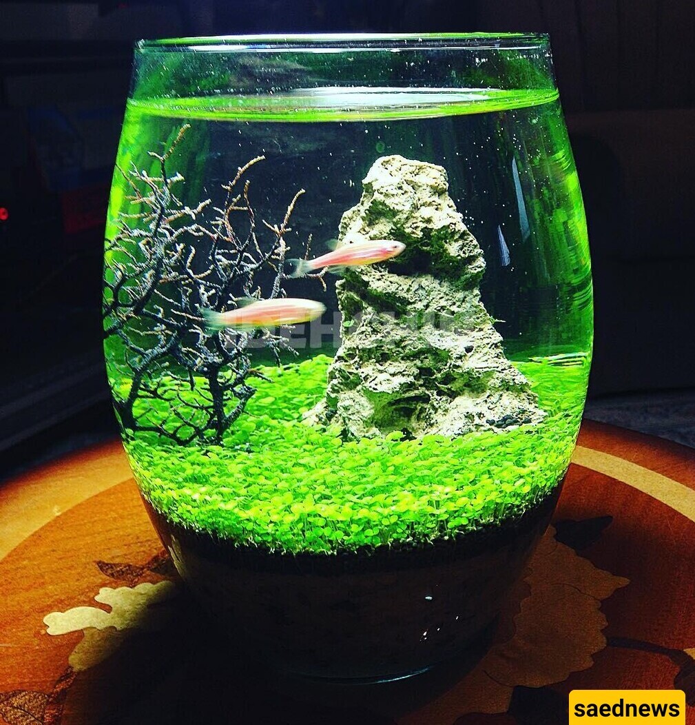 How to grow Nowruz grass in a fish tank / This time, have the most unique Haft-Seen table and try this grass.