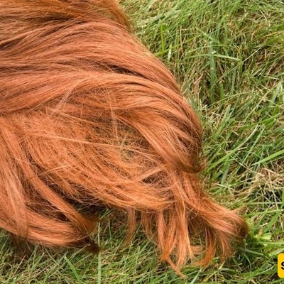 Henna: The Natural Elixir for Healthy, Thick, and Shiny Hair