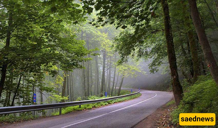 Dalkhani Forest