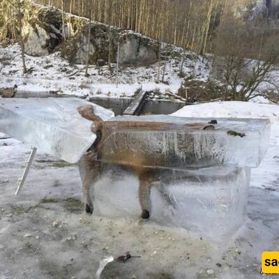 Bizarre Video Shows a Fox Freezing While Running in Extreme Cold in Van, Turkey