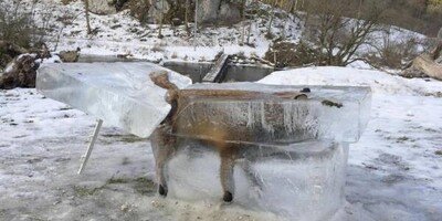 Strange Video of a Fox Freezing While Running in Extreme Cold in Van, Turkey