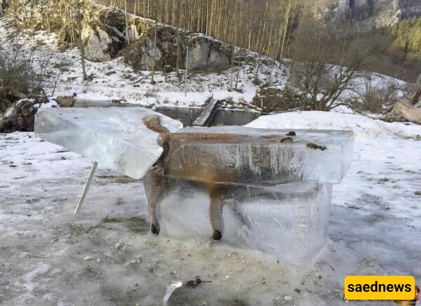 Strange Video of a Fox Freezing While Running in Extreme Cold in Van, Turkey