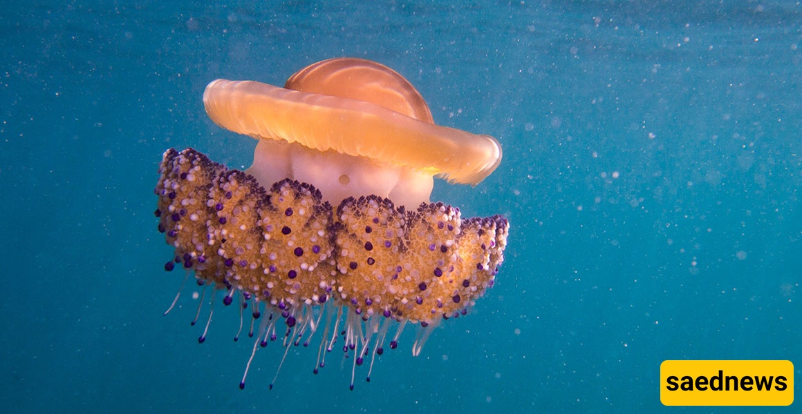 jellyfish 