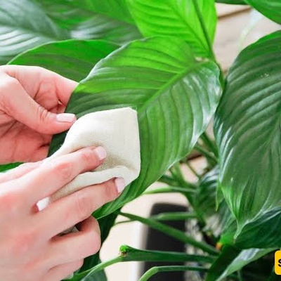How Can You Safely Remove Dust From Plant Leaves?