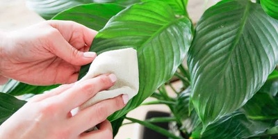 How Can You Safely Remove Dust From Plant Leaves?