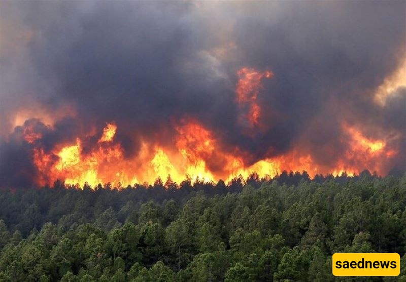 Elit Forest Fire Now Under Control