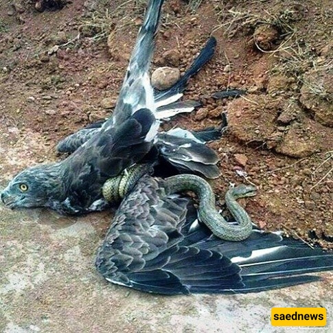 Eagle
