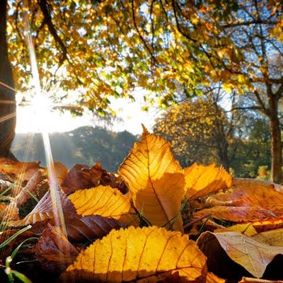 When Should You Clear Fallen Leaves Around Trees?