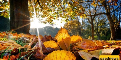 When Should You Clear Fallen Leaves Around Trees?
