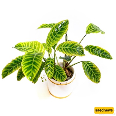 The Complete Guide to Caring for Zebra Calathea at Home and in the Office