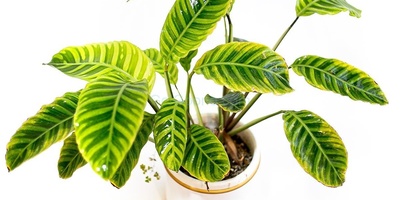 The Complete Guide to Caring for Zebra Calathea at Home and in the Office