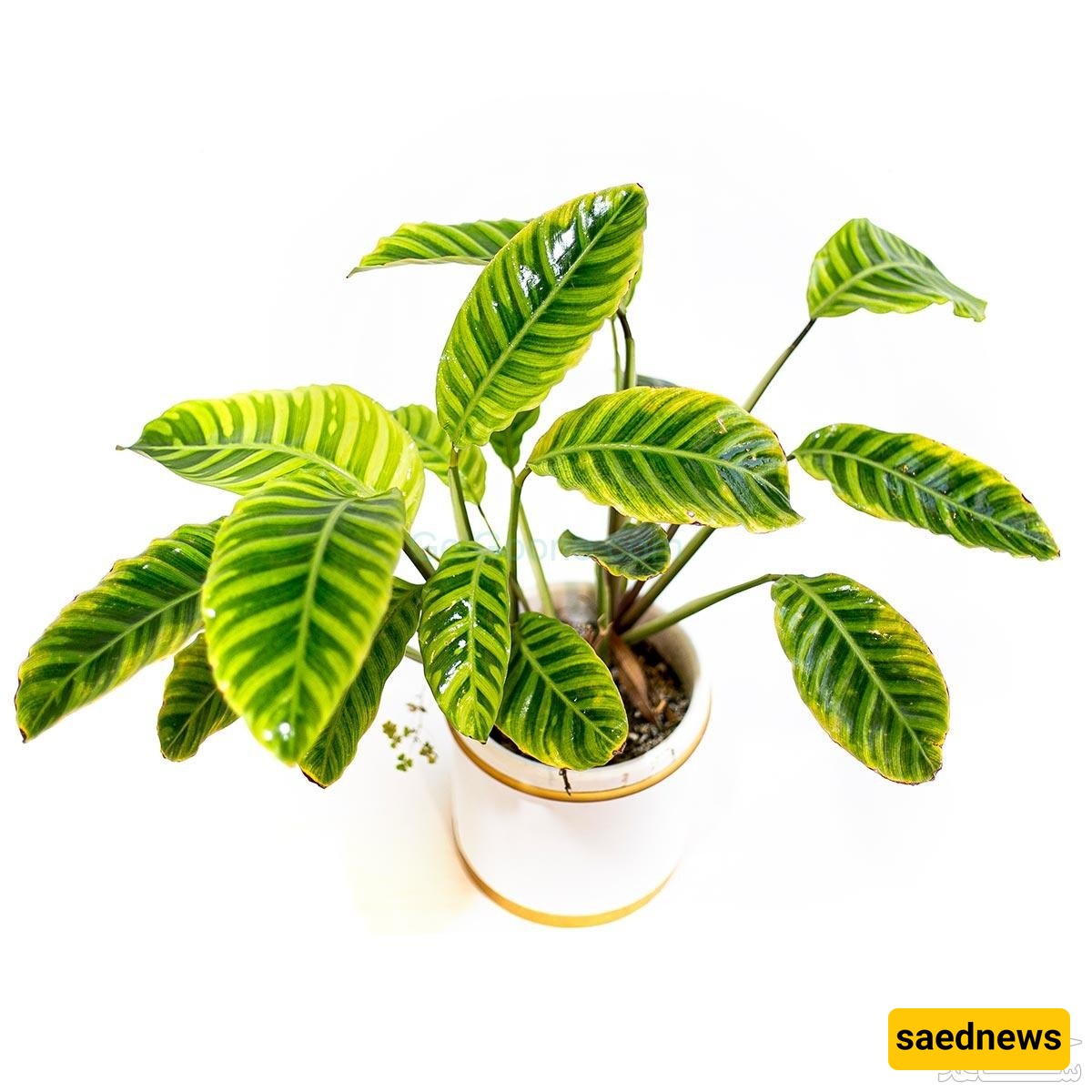 The Complete Guide to Caring for Zebra Calathea at Home and in the Office
