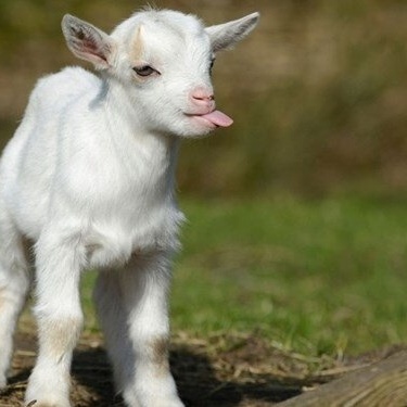 Birth of a Strange Deformed Goat Kid with Human-Like Features; “Oh God, What Is This?” + Photos