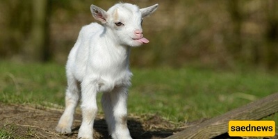 Birth of a Strange Deformed Goat Kid with Human-Like Features; “Oh God, What Is This?” + Photos