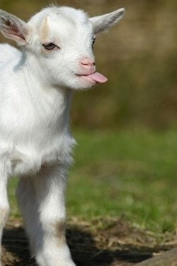Birth of a Strange Deformed Goat Kid with Human-Like Features; “Oh God, What Is This?” + Photos