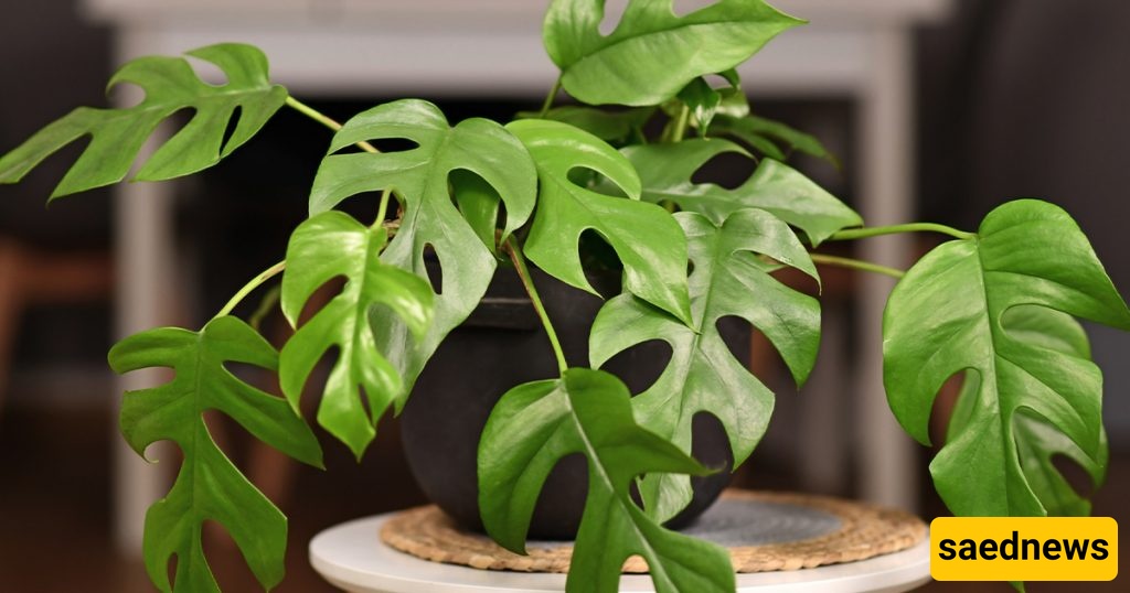 Philodendrons 
