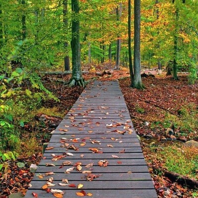 Gisum Forest Park in Gilan's Lush Landscape