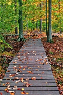 Gisum Forest Park in Gilan's Lush Landscape