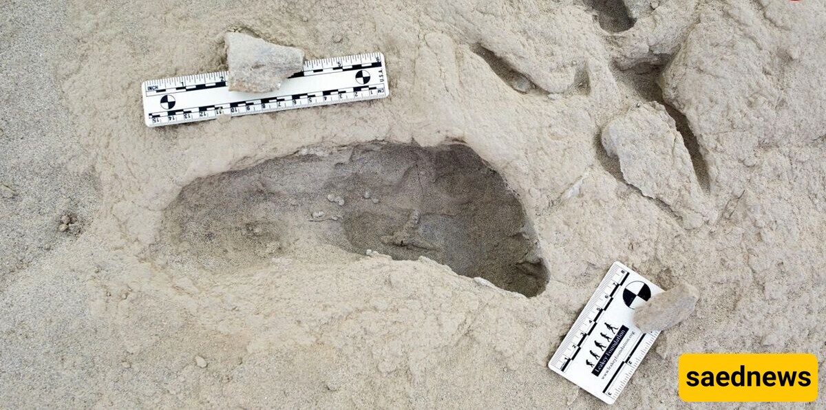 Extraordinary Discovery: Footprints of Two Extinct Human Species Found Walking Side by Side 1.5 Million Years Ago + Photos