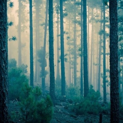 The Most Mysterious Forest Where the Screams of Spirits Are Said to Be Heard! + Images