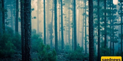The Most Mysterious Forest Where the Screams of Spirits Are Said to Be Heard! + Images