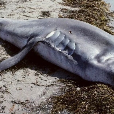 Rare Discovery: Unusual Catfish with Six Fry in Its Belly and Mouth