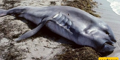 Rare Discovery: Unusual Catfish with Six Fry in Its Belly and Mouth