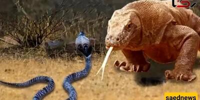 Wildlife Documentary: The Terrifying Fight Between a Komodo Dragon and a Venomous Snake; Which One Do You Think Will Win?! + Video