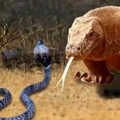 Wildlife Documentary: The Terrifying Fight Between a Komodo Dragon and a Venomous Snake; Which One Do You Think Will Win?! + Video