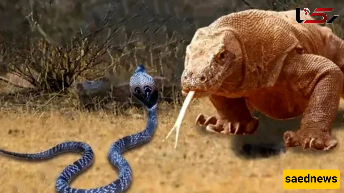 Wildlife Documentary: The Terrifying Fight Between a Komodo Dragon and a Venomous Snake; Which One Do You Think Will Win?! + Video