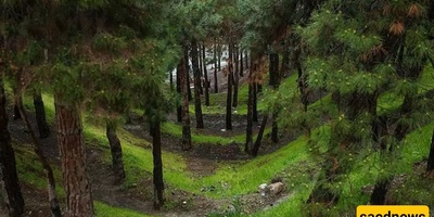 Chitgar Forest Park: Exploring Tehran’s Natural Beauty and Bird Garden