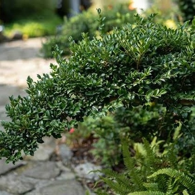 Complete Guide to Caring for Creeping Boxwood: An Evergreen Plant for a Beautiful Garden Bed