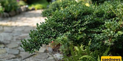 Complete Guide to Caring for Creeping Boxwood: An Evergreen Plant for a Beautiful Garden Bed