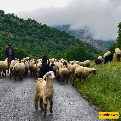 Walking in The Spring of The Incredible Village of Zarrin Chaghā; It’s a Breath of Fresh air / Be Dure To Visit This Heavenly Place During Your First Trip of The Year + Video.