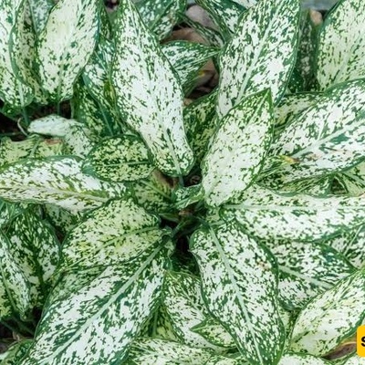 Snow Aglaonema Care Guide: Choosing the Right Light, Propagation, and Pest Control