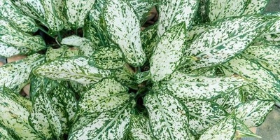 Snow Aglaonema Care Guide: Choosing the Right Light, Propagation, and Pest Control