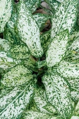 Snow Aglaonema Care Guide: Choosing the Right Light, Propagation, and Pest Control