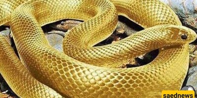 Discovery of an Antique Jar Full of Coins with a Protective Snake on It + Video