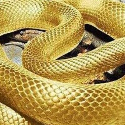 Discovery of an Antique Jar Full of Coins with a Protective Snake on It + Video