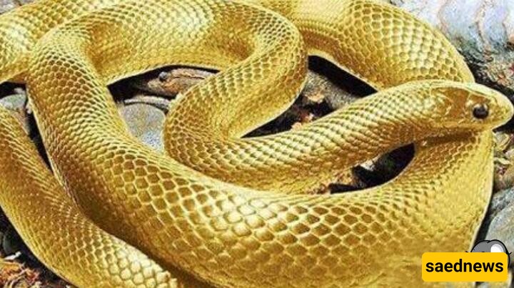 Discovery of an Antique Jar Full of Coins with a Protective Snake on It + Video