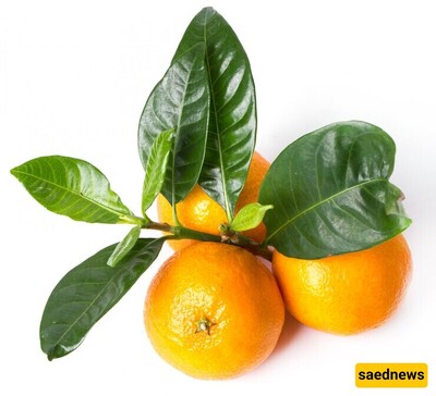 What do you know about the properties of tangerine?