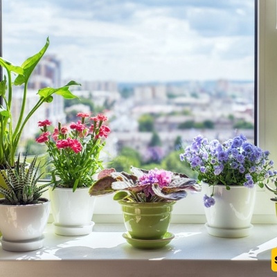 Is Placing a Plant Near a Window Always a Good Idea?