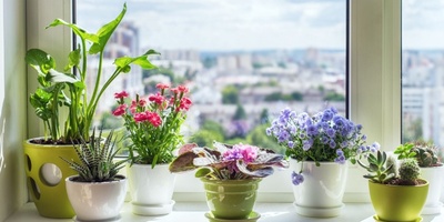 Is Placing a Plant Near a Window Always a Good Idea?