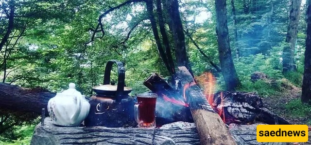 dalekhani forest