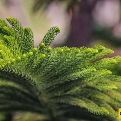 Araucaria Plant Care: A Complete and Practical Guide to Growing Norfolk Island Pine