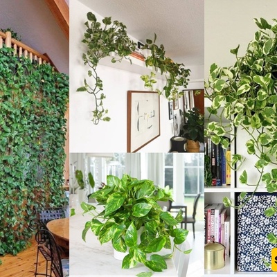 How to Propagate and Care for Pothos Indoors Like a Greenhouse Pro — Turn Your Home into a Lush, Effortless Paradise This Season!