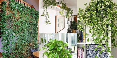 How to Propagate and Care for Pothos Indoors Like a Greenhouse Pro — Turn Your Home into a Lush, Effortless Paradise This Season!