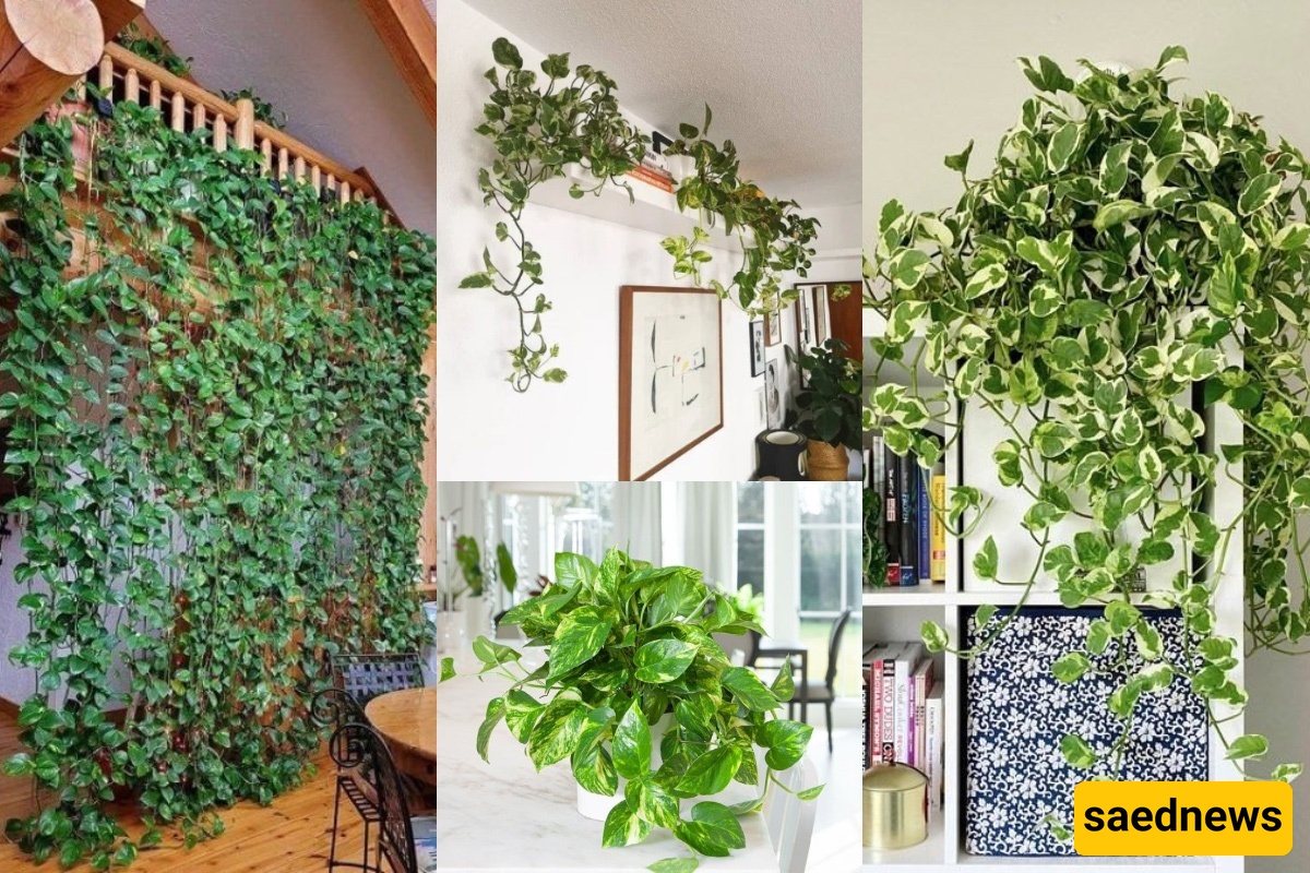 How to Propagate and Care for Pothos Indoors Like a Greenhouse Pro — Turn Your Home into a Lush, Effortless Paradise This Season!
