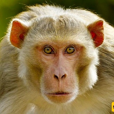 Bizarre Scene: Monkey Appears to Perform Mouth-to-Mouth Resuscitation