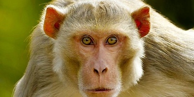 Bizarre Scene: Monkey Appears to Perform Mouth-to-Mouth Resuscitation